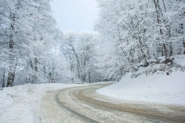 Sabaduri Ormanı yolu karla kaplı. Kış zamanı. Peyzaj
