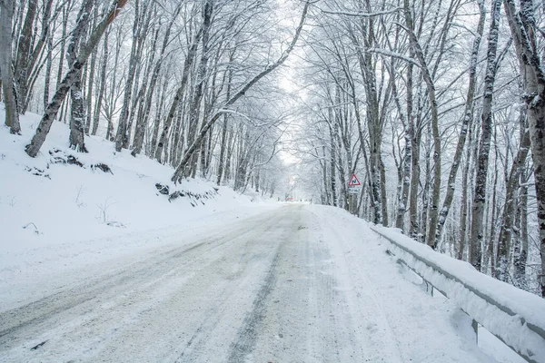 Sabaduri Ormanı yolu karla kaplı. Kış zamanı. Peyzaj