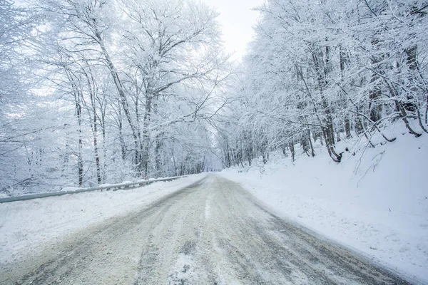 Sabaduri Ormanı yolu karla kaplı. Kış zamanı. Peyzaj
