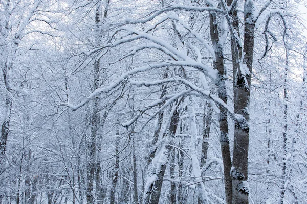 Ağaçları karla kaplı kış ormanı. Sabaduri Ormanı. Georgia