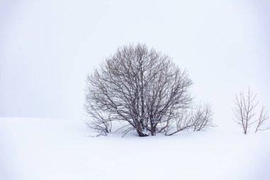 Karda yalnız bir ağaç, güzel bir manzara