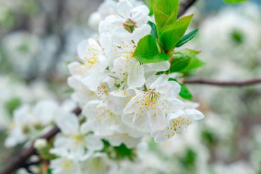 Bahar zamanı çiçek açan elma ağacı, Çiçekli elma ağacı. Doğa