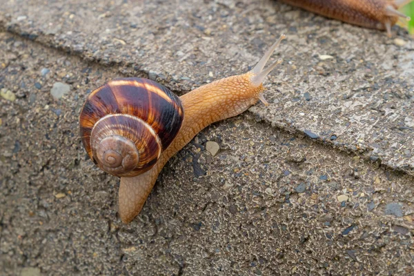 Snail Moves Concrete Animals Life — Stock Photo, Image