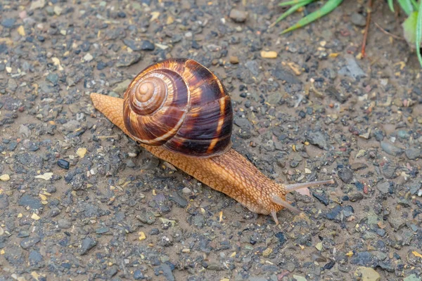 Snigeln Rör Sig Betong Djur Liv — Stockfoto