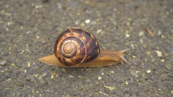 De slak beweegt langzaam op het asfalt, dieren — Stockvideo