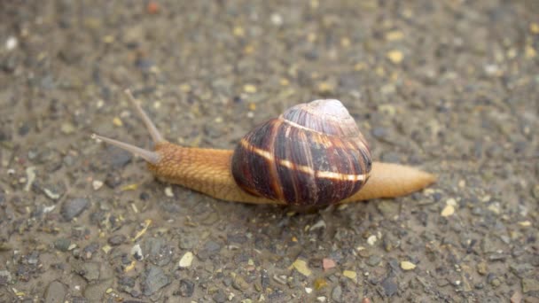 De slak beweegt langzaam op het asfalt, dieren — Stockvideo