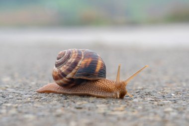 Salyangoz asfaltta yavaş hareket eder, hayvanlar.
