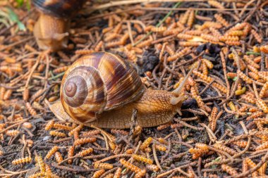 Salyangoz ıslak zeminde hareket eder, hayvanlar.