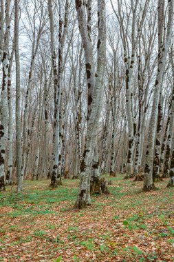 Baharda Sabaduri Ormanı, Tiflis 'in kuzeyinde güzel bir yer. Peyzaj