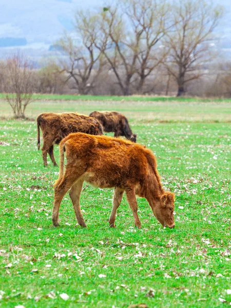 在大自然的牧场上放牧奶牛 格鲁吉亚 — 图库照片