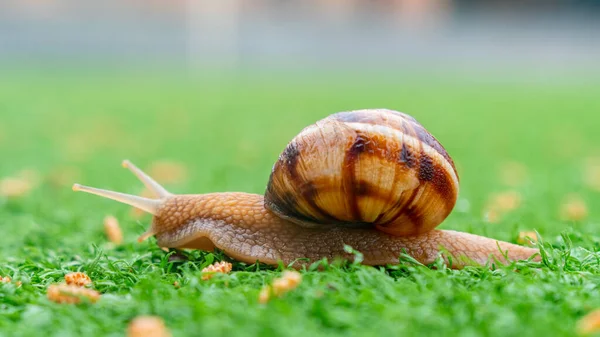 Snail Green Artificial Grass Animals Life — Stock Photo, Image