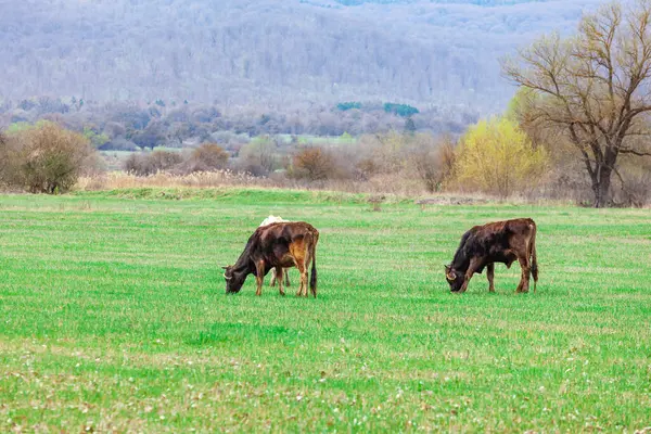 在大自然的牧场上放牧奶牛 格鲁吉亚 — 图库照片