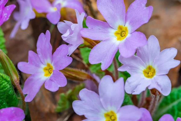 Vahşi Yetişen Menekşe Çiçeği Viola Odorata Tatlı Violet Flora — Stok fotoğraf
