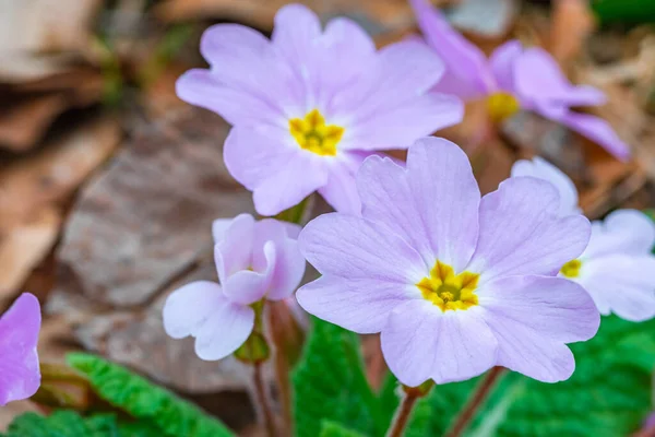 Vahşi Yetişen Menekşe Çiçeği Viola Odorata Tatlı Violet Flora — Stok fotoğraf