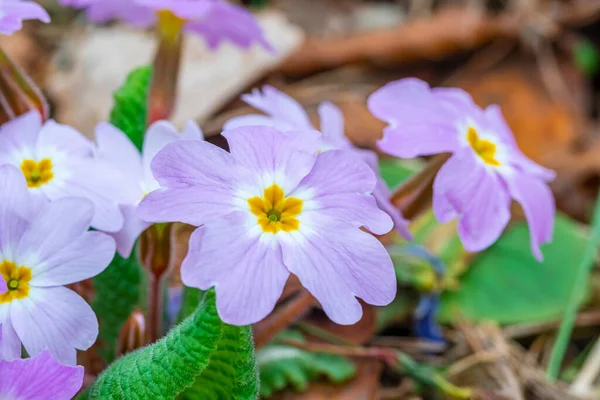 Vahşi Yetişen Menekşe Çiçeği Viola Odorata Tatlı Violet Flora — Stok fotoğraf