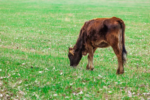 Grazing Vacas Pasto Natureza Agricultura Geórgia — Fotografia de Stock