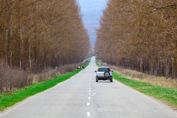 Автомобильная Дорога Среди Деревьев Джорджия Транспорт — стоковое фото