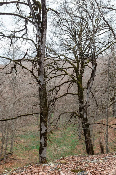 Baharda Sabaduri Ormanı Tiflis Kuzeyinde Güzel Bir Yer Peyzaj — Stok fotoğraf