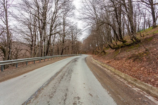 Sabaduri Les Jaře Krásné Místo Severu Tbilisi Krajina — Stock fotografie