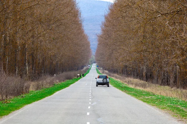 Samochodowa Droga Wśród Drzew Georgia Transport — Zdjęcie stockowe