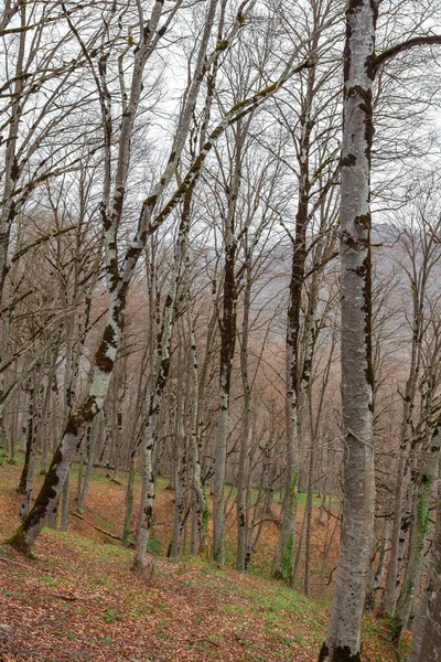 Лес Сабадури Весной Красивое Место Севере Тбилиси Пейзаж — стоковое фото