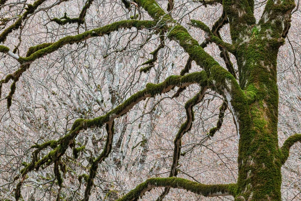 Mossy Branches Tree Sabaduri Forest Georgia — Stock Photo, Image