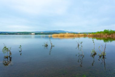Göl kenarındaki su bitkileri. Gölde bitkiler, gölde sarı sazlıklar. Doğa