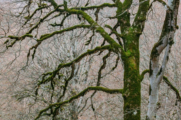 Мшистые Ветви Дерева Лес Сабадури Грузия — стоковое фото