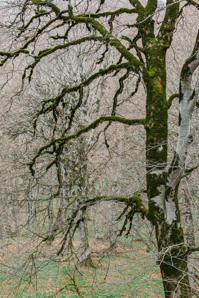 Ramos Musgosos Uma Árvore Floresta Sabaduri Geórgia — Fotografia de Stock