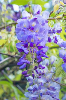 Wisteria çiçeklerinden oluşan güzel bir şelaleye yakın çekim. Flora.
