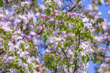 Çiçek açan güzel elma ağacı. Baharda çiçek açan bir arka plan. Tarım