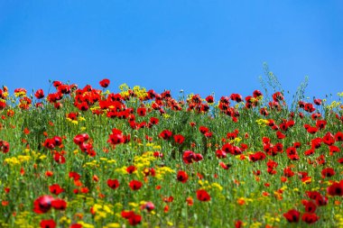 İlkbahar manzarasında kırmızı haşhaş tarlası, doğa. Flora.