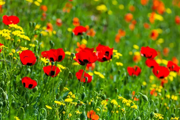 stock image Red poppies field in springtime landscape, nature. Flora