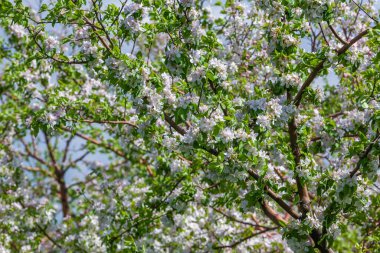 Süslü elma ve meyve ağaçlarının güzel çiçek açtığı sıra. Tarım
