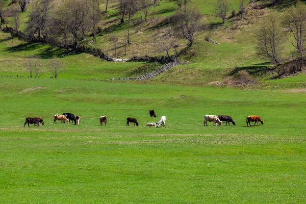 Grazing Cows Mountain Green Pasture Animals — Stock Photo, Image