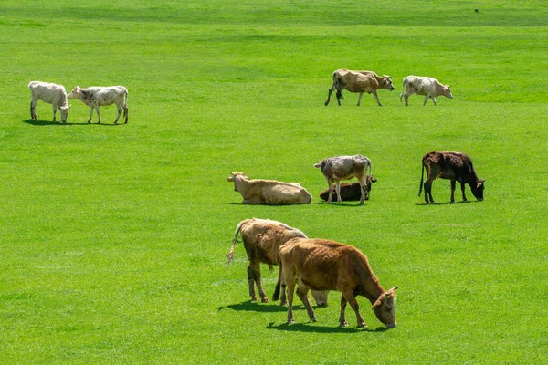在高山绿地上放牧的奶牛 — 图库照片