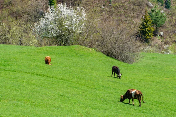 Grazing Cows Mountain Green Pasture Animals — Stock Photo, Image