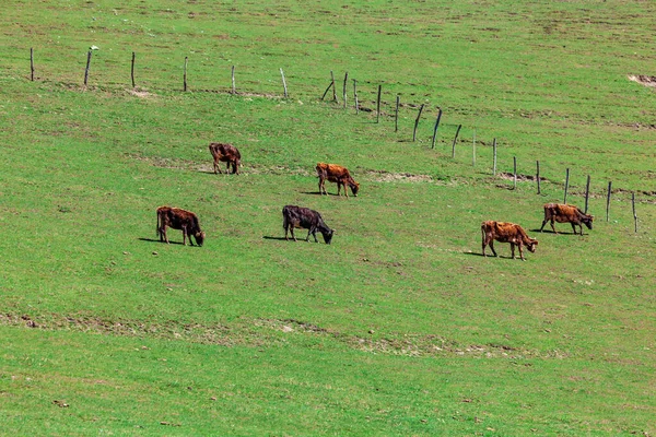 Grazing Cows Mountain Green Pasture Animals — Stock Photo, Image