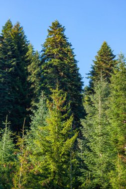 Eski ladin ormanlarındaki yeşil ağaçlar, çam ağaçları ve köknar ağaçları bir parkın vahşi doğasında. ekosistem ve sağlıklı çevre kavramları ve geçmişi.