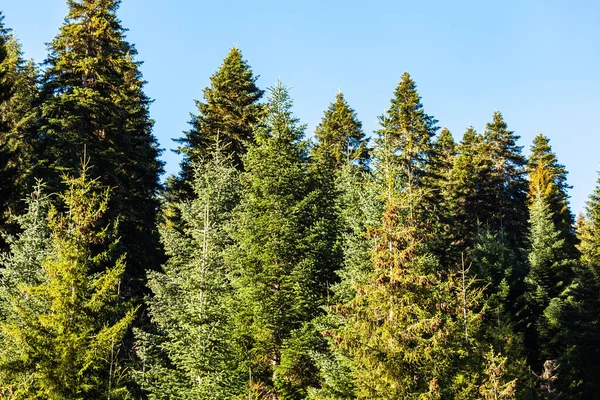 Eski Ladin Ormanlarındaki Yeşil Ağaçlar Çam Ağaçları Köknar Ağaçları Bir — Stok fotoğraf