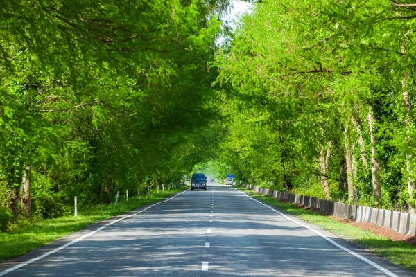Асфальтовая Дорога Через Зеленые Болота Шоссе Джорджии — стоковое фото