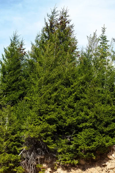 무지에 가문비나무 전나무 소나무 나무들 생태계 — 스톡 사진