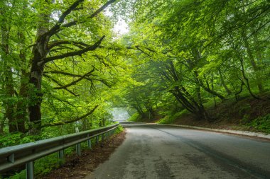 Yazın Sabaduri Ormanı, Tiflis 'in kuzeyinde güzel bir yer. Peyzaj