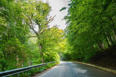 Yazın Sabaduri Ormanı, Tiflis 'in kuzeyinde güzel bir yer. Peyzaj