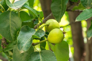 Bahçede bir armut ağacının küçük yeşil meyvesi yetişir. Doğa