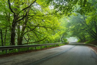 Yazın Sabaduri Ormanı, Tiflis 'in kuzeyinde güzel bir yer.