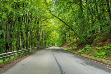 Yazın Sabaduri Ormanı, Tiflis 'in kuzeyinde güzel bir yer.