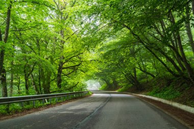 Yazın Sabaduri Ormanı, Tiflis 'in kuzeyinde güzel bir yer.