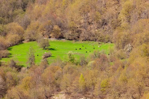 Grazing cows on a mountain green pasture, animals — Stock Photo, Image