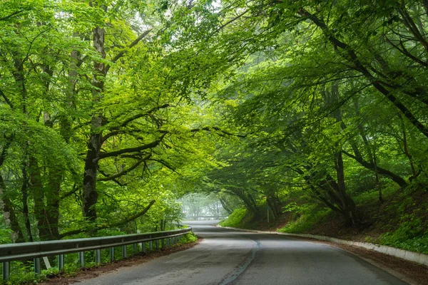 Лес Сабадури летом, красивое место на севере Тбилиси — стоковое фото